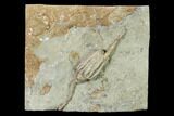 Fossil Crinoid (Macrocrinus) With Anal Tube - Crawfordsville, India #157249-1
